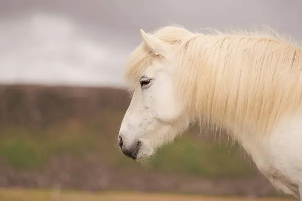 Cavalos Islandeses Natureza — Fotografia de Stock