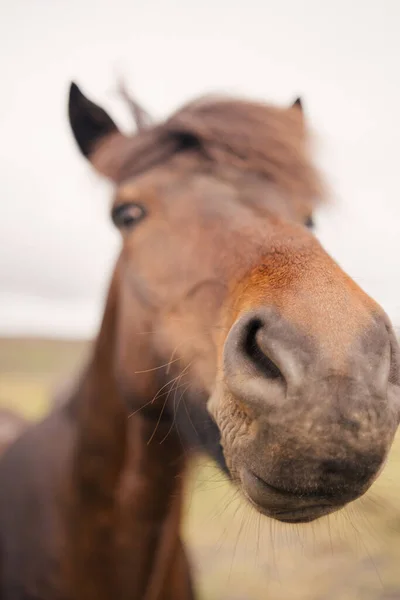 Ijslandse Paarden Het Wild — Stockfoto