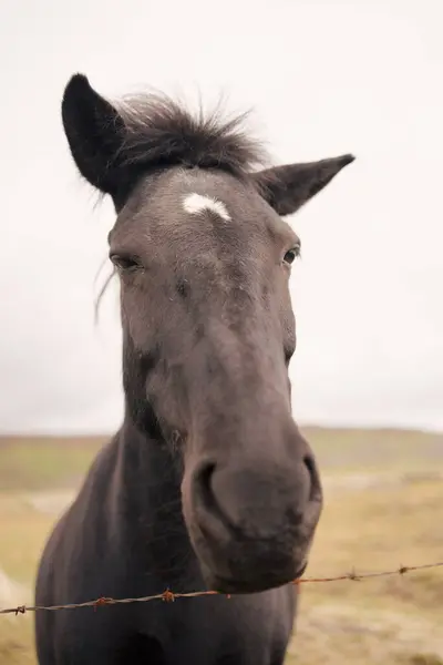 Исландские Лошади Дикой Природе — стоковое фото