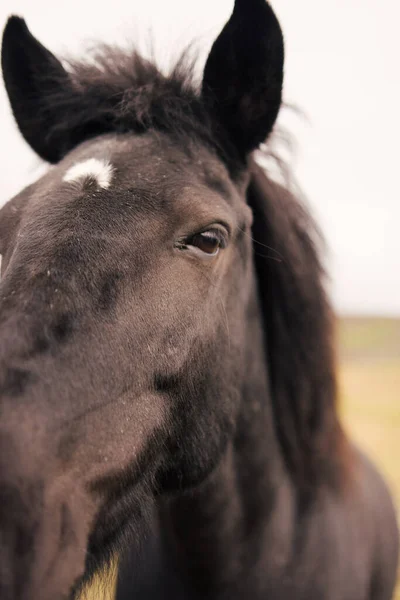 Islandští Koně Divočině — Stock fotografie