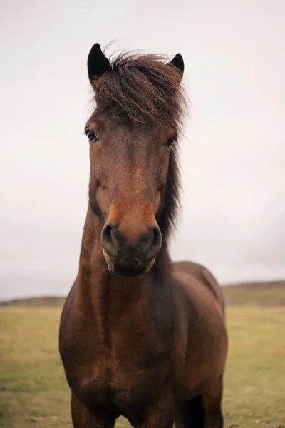 Исландские Лошади Дикой Природе — стоковое фото