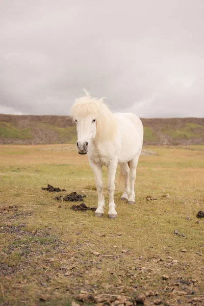 Cavalos Islandeses Natureza — Fotografia de Stock