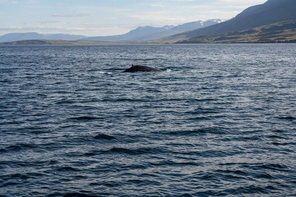 Paus Bungkuk Islandia Fjord — Stok Foto