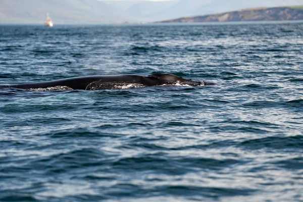 アイスランドのフィヨルドのハンプバッククジラ — ストック写真