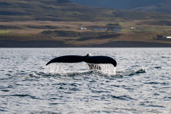 Humpback Whale Icelandic Fjords — Stock Photo, Image