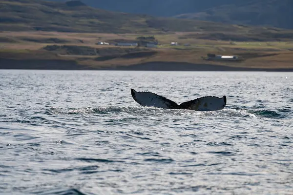 İzlanda fiyortlarında kambur balina