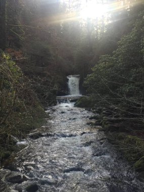 beautiful waterfall in the forest, nature, environment