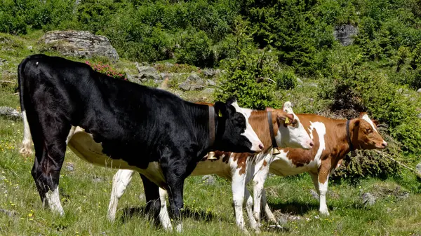 a cow grazing in the pasture in the meadow.