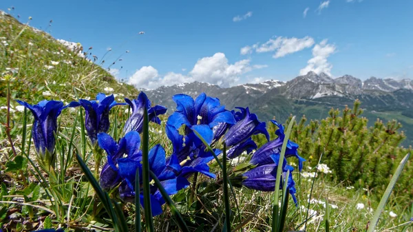Güzel botanik fotoğrafı, doğal duvar kağıdı.