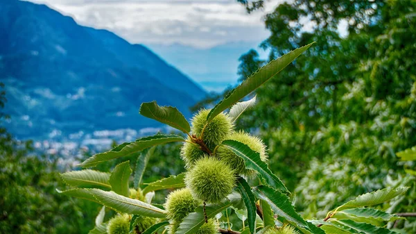 Güzel botanik fotoğrafı, doğal duvar kağıdı.