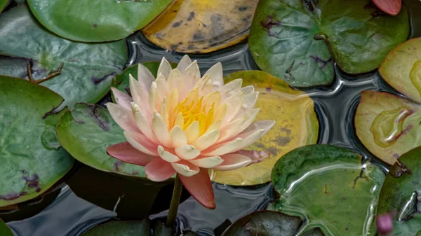 water lily in pond, lotus flower, green leaves in the background