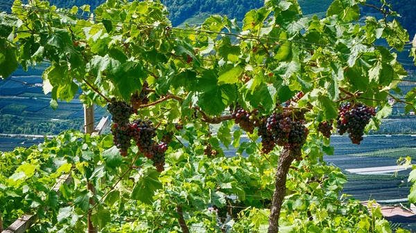 Dağlarda üzüm bağları
