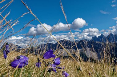 Dağlarda güzel çiçekler