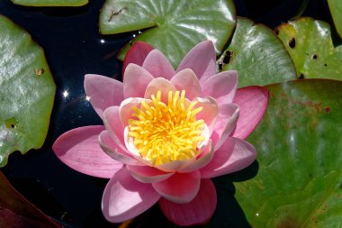 Gölette güzel nilüfer çiçeği