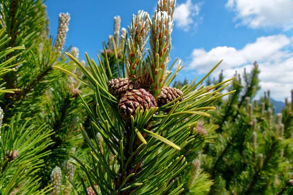 pine cone with blue sky background