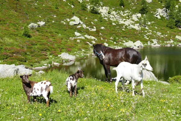 Çayırda otlayan inek sürüsü