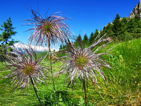 Güzel botanik fotoğrafı, doğal duvar kağıdı.