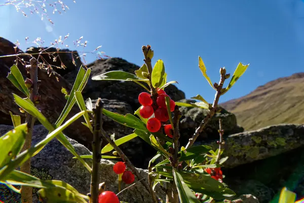 Güzel botanik fotoğrafı, doğal duvar kağıdı.
