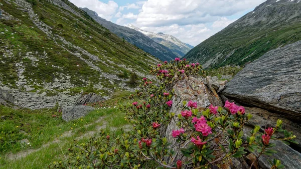 Arka planda bir dağ nehri olan güzel bir manzara.