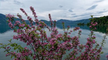 Kirschblte, Kiraz Çiçeği, Bak, Çiçek