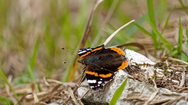 Kelebek, Schmetterling, Stein, Çimen