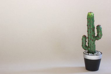 single cactus on a background