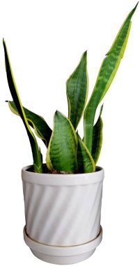 Sansevieria bitkisi beyaz tencerede
