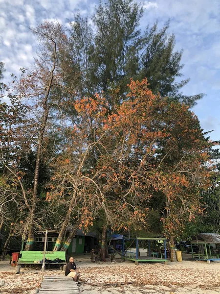Fall landscape with trees and leaves at the beach, Raja Ampat, Indonesia