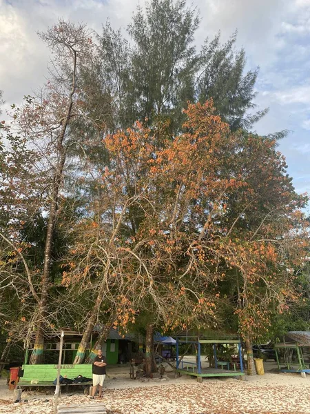 Ağaçlı ve yeşil yapraklı sonbahar parkı