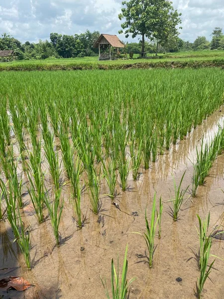 paddy corn field, agriculture, rice plantation, Jogjakarta, Indonesia