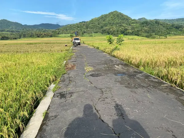 rice field, road to the paddy fields in Indonesia