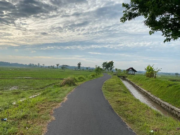 rice field, road to the paddy fields in Indonesia