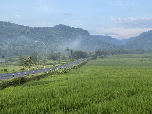 rice field, road to the paddy fields in Indonesia
