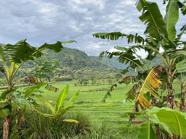 rice field, road to the paddy fields in Indonesia