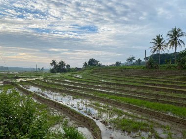 Multi level style rice farm
