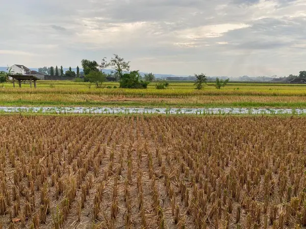 Harvested rice planst in the farm