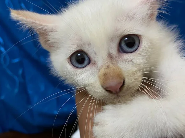 Sad looking white kitten