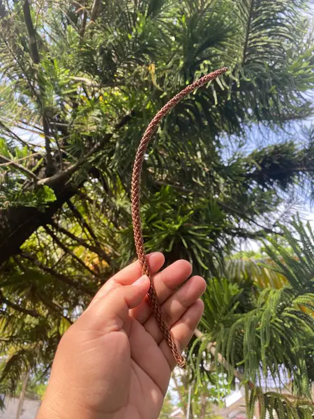 Pine leave in the summer