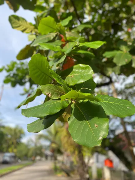 Green big leaf in the neighborhood