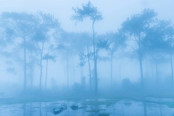 Pine trees in the blue mist after the rain on the mountain.foggy over forests in the evening.Panorama of the misty forest.Misty forest in fog landscape.Evergreen forest in the morning fog.