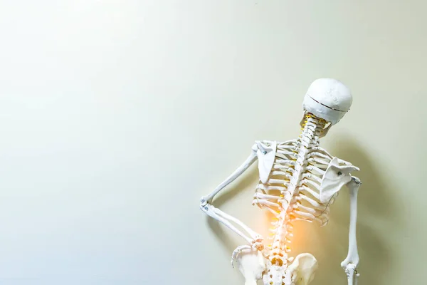 白背人体骨骼模型 具有光效和复制空间 阿基姆博位置骨框架的后位 背痛是老年患者的骨骼问题或疾病 骨科医院 — 图库照片