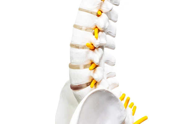 Izolowany Model Kręgosłupa Anatomicznego Białym Tle Przestrzeni Edukacja Chirurgii Ortopedycznej — Zdjęcie stockowe