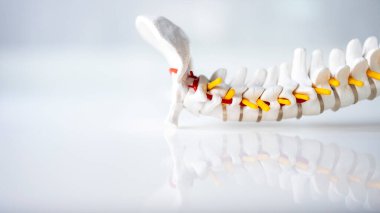 Cam masa üzerinde güzel yansıması olan insan omurga iskeleti modeli. Ortopedi bölümündeki doktor ameliyattan önce hasta eğitimi için kullanıyor. Geçmişi olan beyaz masa..