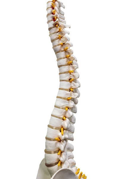 Modelo Esqueleto Total Coluna Vertebral Humana Com Isolamento Fundo Branco — Fotografia de Stock