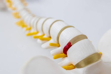 Beyaz arka planda izole edilmiş tam bir insan omurga iskeleti modeli. Servikal, torasik ve bel omurgasından sakruma. Ortopedi bölümündeki doktor ameliyattan önce bunu hasta eğitimi için kullanıyor..