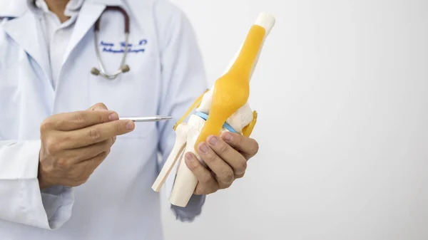 Ortopedi doktoru ya da cerrah, diz anatomisi modelini kullanır ya da hasta eğitimi için hasta eğitimi için modelleme yapar muayene odasındaki beyaz arka planda diz bağları ağrısına dikkat çeker. Kalem, menisküse işaret eder ve spor sakatlığını çarmıha gerer..