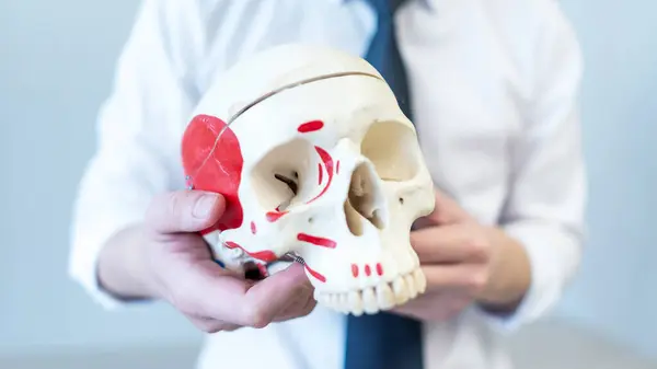 Doctor holding the human skeleton model with shallow DOF. The skull model prepare for teaching anatomy and pathology of disease for medical student in university.Mannequin of human skull in the hands.