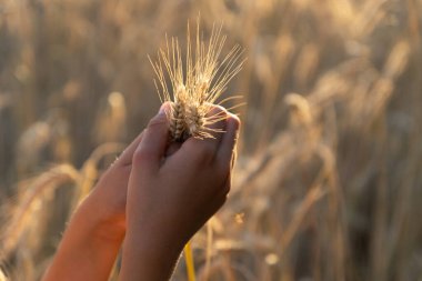 Hands of child holding  wheat spikes, background wheat field.