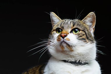 Close-up portrait of a cat on a black background