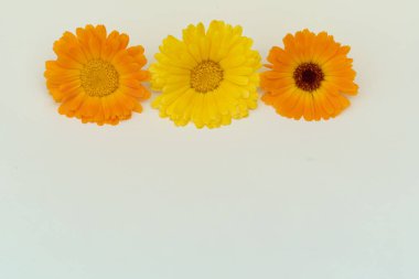 Calendula flowers on yellow background close up flat lay card